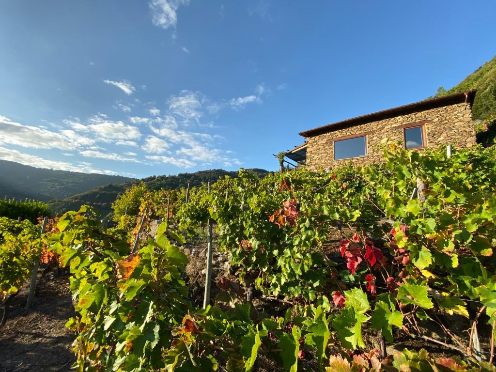 temetum_bodega
